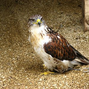 Cotswold Falconery 17.06.2007