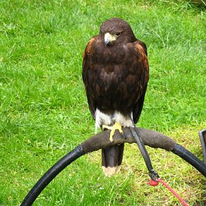 Cotswold Falconery 17.06.2007