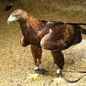 Cotswold Falconery 17.06.2007