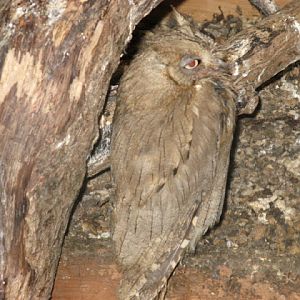 Cotswold Falconery 17.06.2007