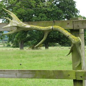 Cotswold Falconery 17.06.2007