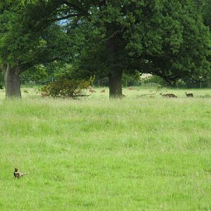 Cotswold Falconery 17.06.2007