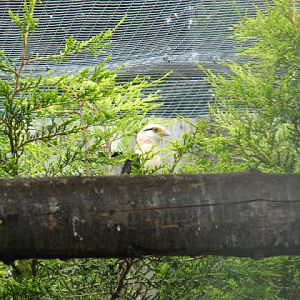 Cotswold Falconery 17.06.2007