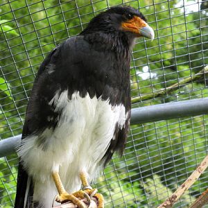 Cotswold Falconery 17.06.2007