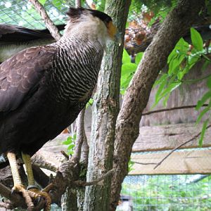 Cotswold Falconery 17.06.2007