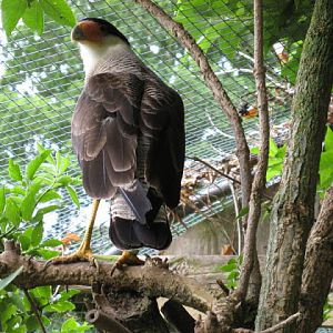 Cotswold Falconery 17.06.2007