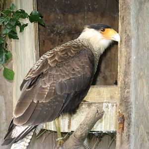 Cotswold Falconery 17.06.2007