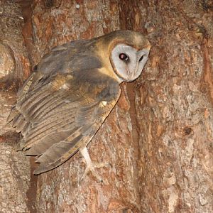 Cotswold Falconery 17.06.2007