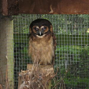 Cotswold Falconery 17.06.2007