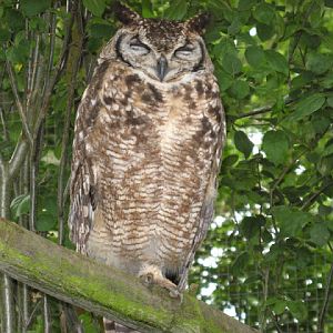 Cotswold Falconery 17.06.2007