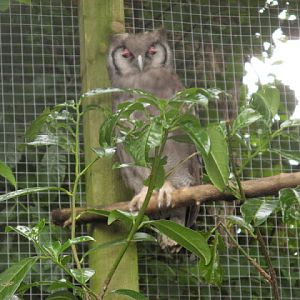 Cotswold Falconery 17.06.2007