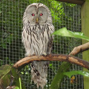 Cotswold Falconery 17.06.2007