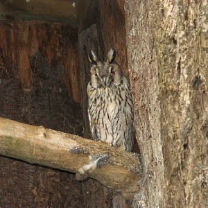 Cotswold Falconery 17.06.2007