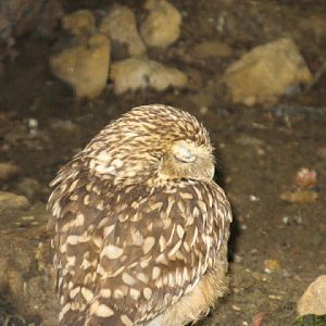 Cotswold Falconery 17.06.2007