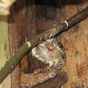 Cotswold Falconery 17.06.2007