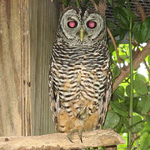 Cotswold Falconery 17.06.2007