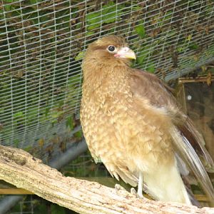 Cotswold Falconery 17.06.2007
