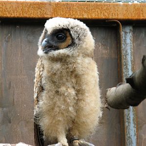 Cotswold Falconery 17.06.2007