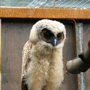 Cotswold Falconery 17.06.2007