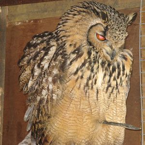 Cotswold Falconery 17.06.2007