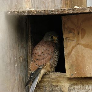 Cotswold Falconery 17.06.2007