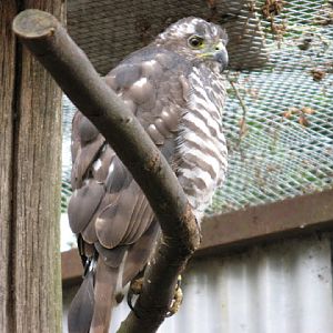 Cotswold Falconery 17.06.2007