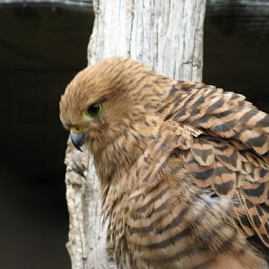 Cotswold Falconery 17.06.2007