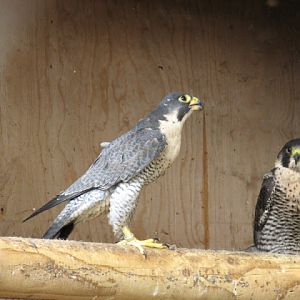 Cotswold Falconery 17.06.2007