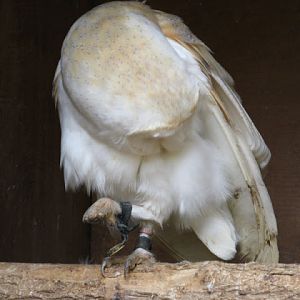 Cotswold Falconery 17.06.2007