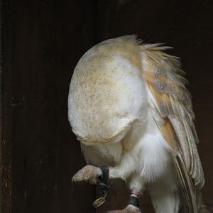 Cotswold Falconery 17.06.2007