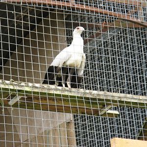 Cotswold Falconery 17.06.2007