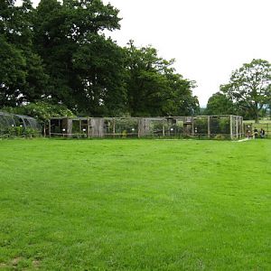 Cotswold Falconery 17.06.2007