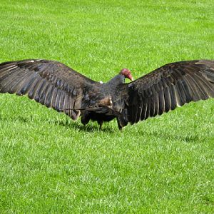 Cotswold Falconery 17.06.2007