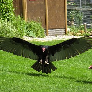 Cotswold Falconery 17.06.2007