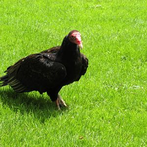 Cotswold Falconery 17.06.2007