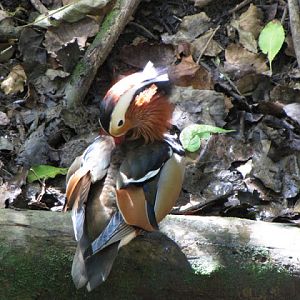 Monkeyland and Birds of Eden 17.11.2011