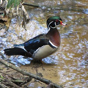 Monkeyland and Birds of Eden 17.11.2011