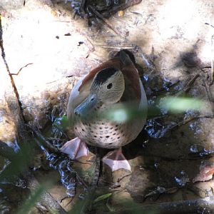 Monkeyland and Birds of Eden 17.11.2011