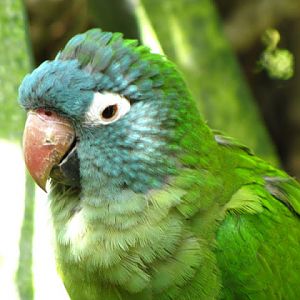 Monkeyland and Birds of Eden 17.11.2011