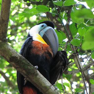 Monkeyland and Birds of Eden 17.11.2011