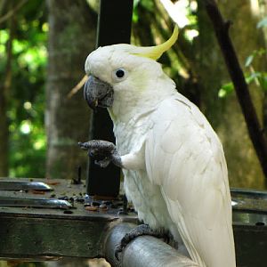 Monkeyland and Birds of Eden 17.11.2011