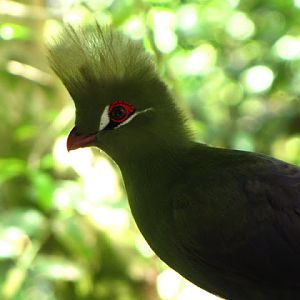 Monkeyland and Birds of Eden 17.11.2011