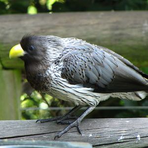 Monkeyland and Birds of Eden 17.11.2011