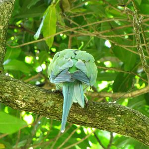 Monkeyland and Birds of Eden 17.11.2011