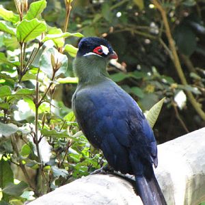 Monkeyland and Birds of Eden 17.11.2011