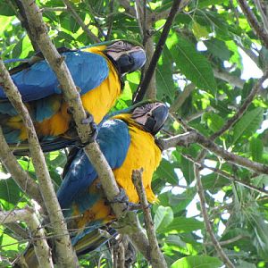 Monkeyland and Birds of Eden 17.11.2011
