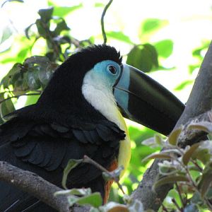 Monkeyland and Birds of Eden 17.11.2011