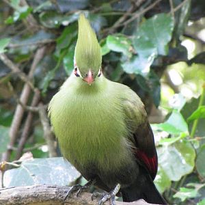 Monkeyland and Birds of Eden 17.11.2011