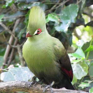 Monkeyland and Birds of Eden 17.11.2011