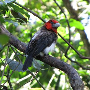 Monkeyland and Birds of Eden 17.11.2011